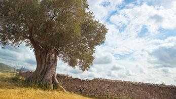 Olivenbaum auf den Balearen