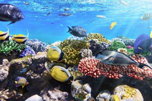Korallenriff – Hurghada