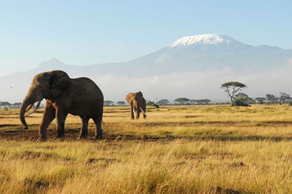 Elefanten vor dem Kilimandscharo – Kenia