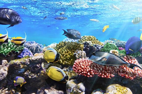 Die Unterwasserwelt vor Makadi Bay