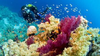 Unterwasserwelt vor Makadi Bays Küste