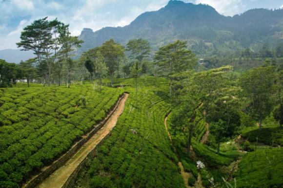 Teeplantagen von Nuvara Ellia in Sri Lanka