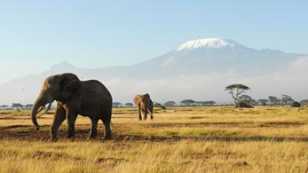 Elefanten in Kenia – Afrika