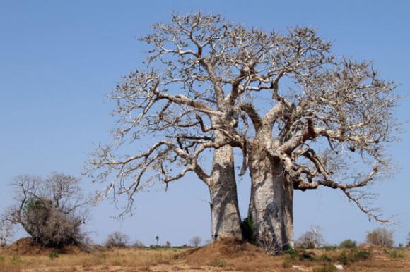Trockener Baum in Gambia