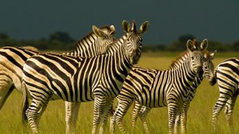 Zebras in Kenia