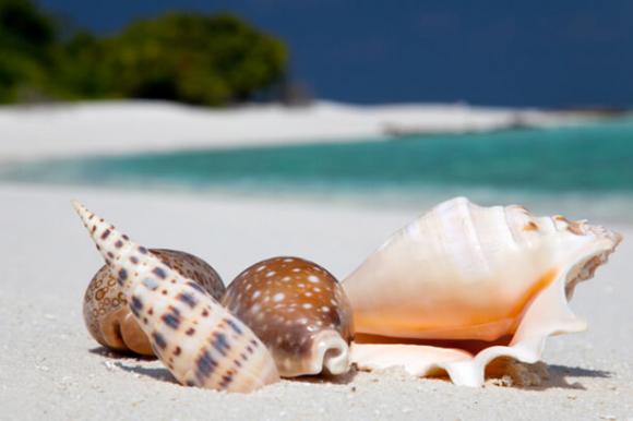 Muscheln am Strand der Seychellen