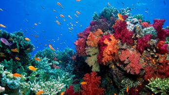 Unterwasserwelt des Indischen Ozeans