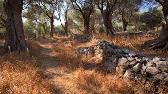 Olivenbäume auf Samos