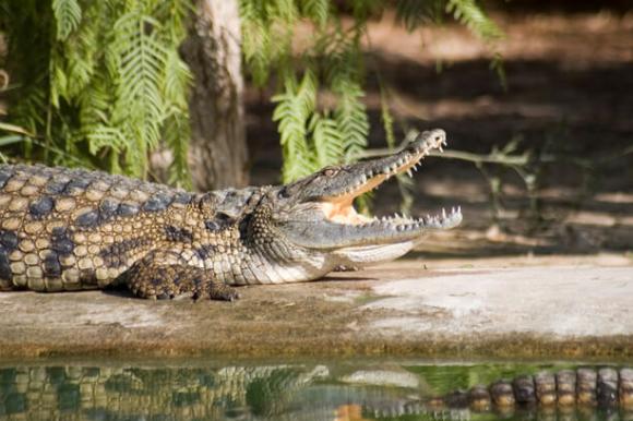 Krokodil auf Djerba