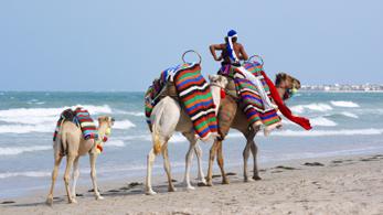 Kamele am Strand, Djerba