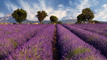 Lavendelfeld in der Provence – Frankreich