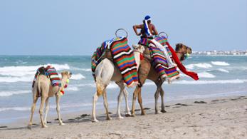 Kamele am Strand von Djerba