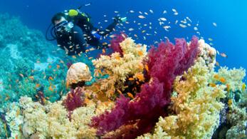 Korallenriff – Sharm el Sheikh