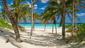 Strand mit Palmen, Bonaire
