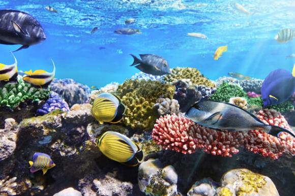 Korallenriff – Sharm el Sheikh